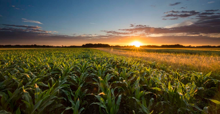 pretty sunset over corn field
