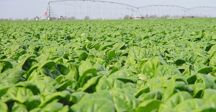 texas-agrilife-spinach.jpg texas-agrilife-spinach.jpg