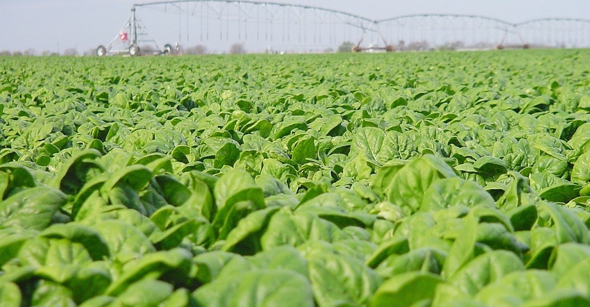 texas-agrilife-spinach.jpg