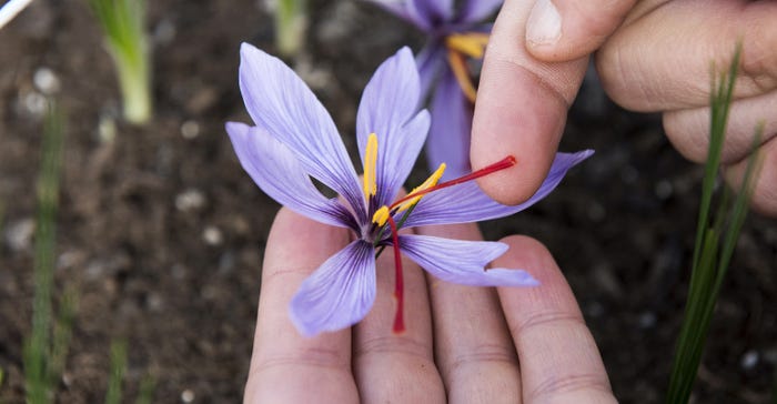 hand holding purple saffron flower