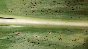 A close-up of a corn leaf with tar spot