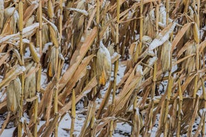 snow in corn1.jpg