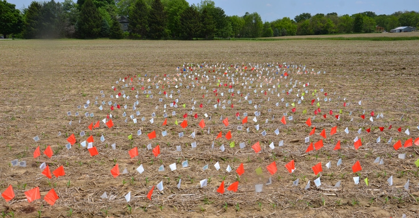 Wide variety of colors of flags in a no-till corn emergence plot
