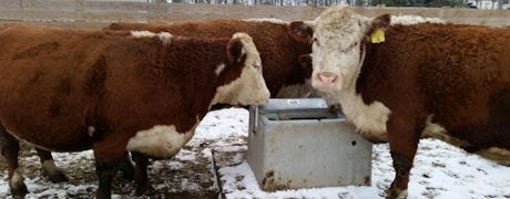 help_cattle_cope_bitterly_cold_weather_1_635585116474450194.jpg