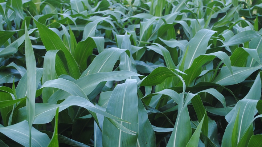 corn plants corn plants