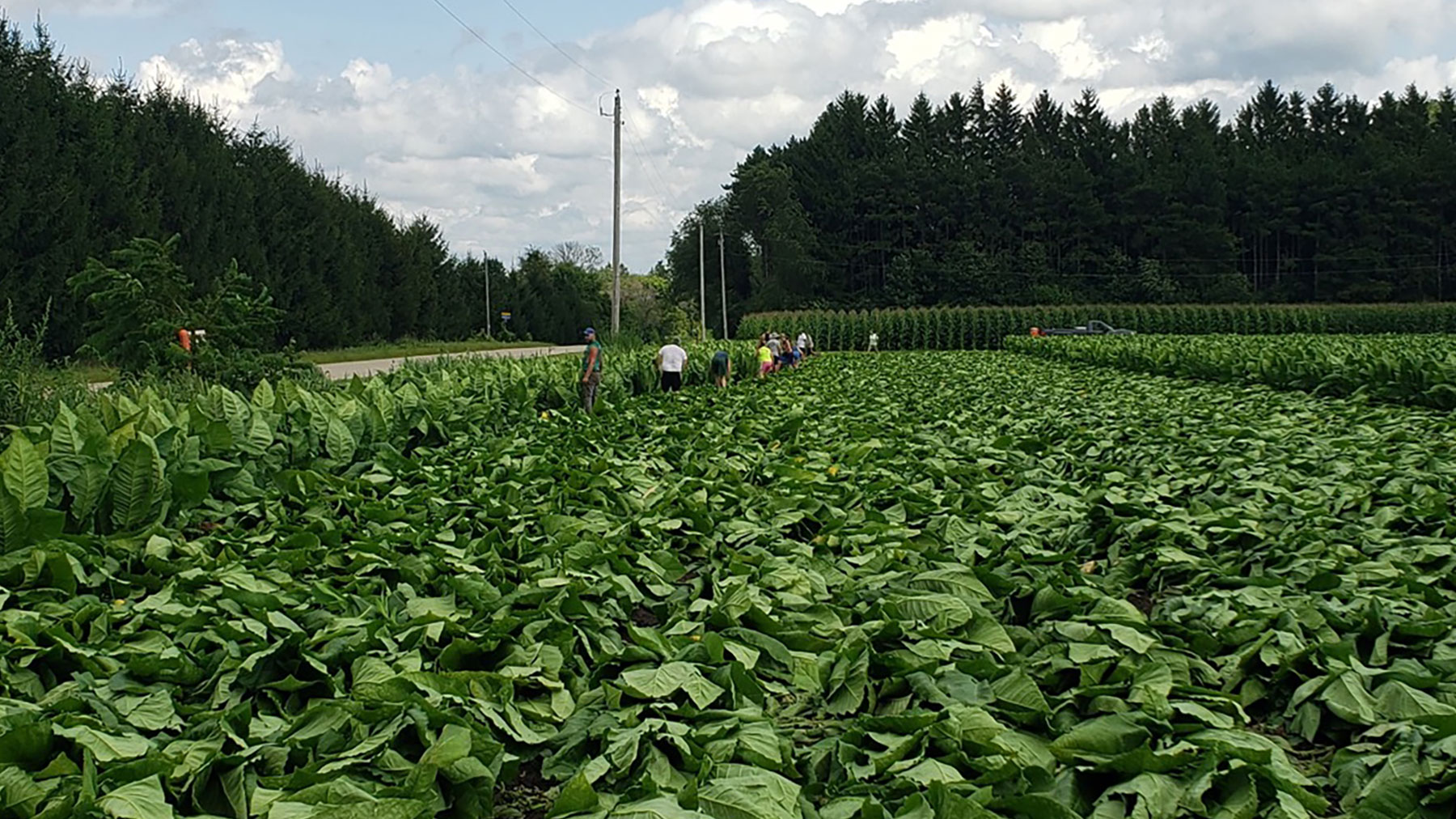 growing tobacco in wisconsin Working tobacco fields in the North