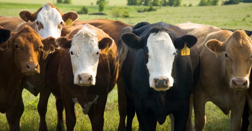 herd of cows in pasture 