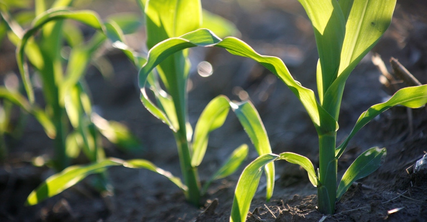 closeup of young corn plants
