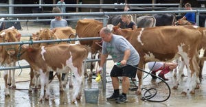 man washing Guernsey cattle 