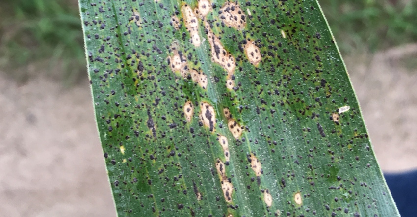 Tar spot of corn with tar spot lesions with and without the “fisheye” symptom.
