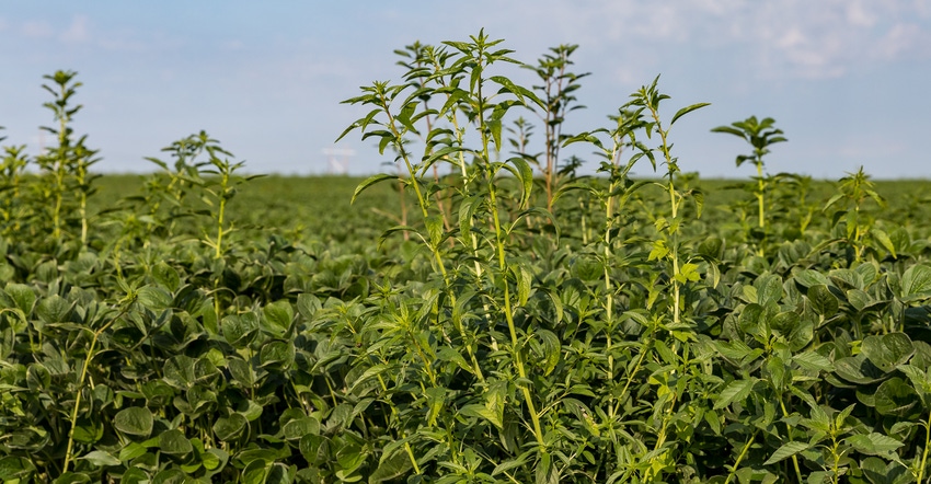 Water hemp weeds growing in soybean field Water hemp weeds growing in soybean field