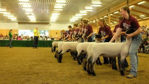 Youth show sheep at state fair