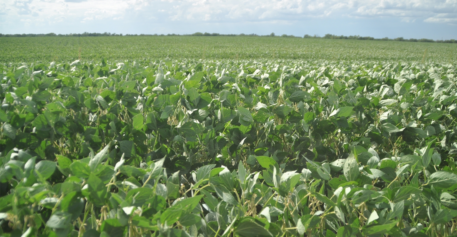 Green stems appear in soybeans again