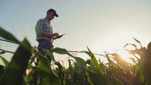 Farmer on phone standing in corn field