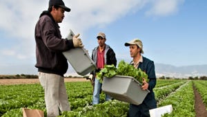 Farmworkers harvest lettuce