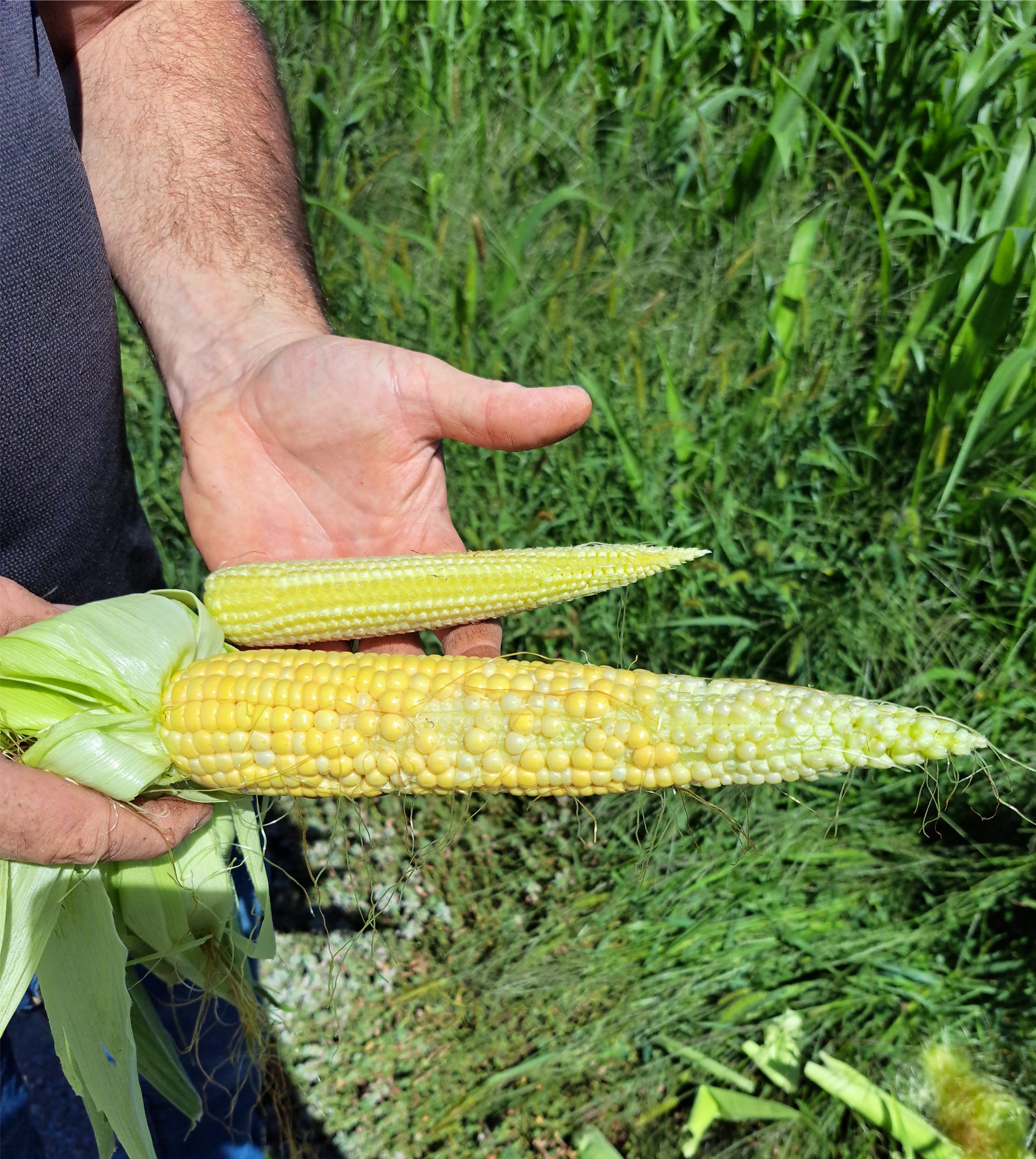 hands holding two shucked ears of corn that are different sizes and maturities