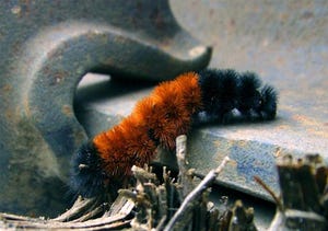 Woolly bear caterpillars 