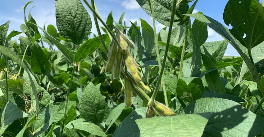 soybean field soybean field