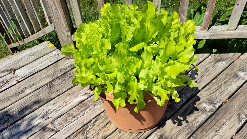 Lettuce growing in a pot