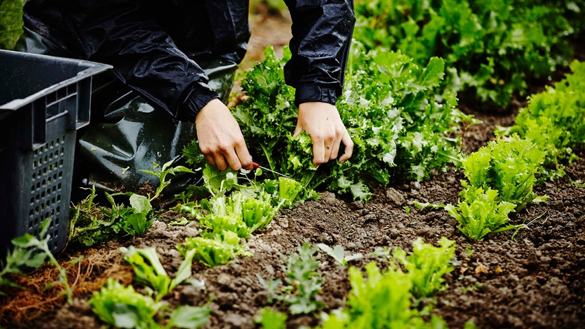 Person cutting lettuce