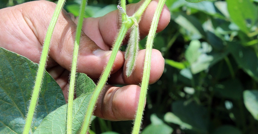 Brob-DFP-YoungSoybeans[2].jpg
