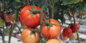brad-haire-farm-progress-fla-tomatoe-4.jpg