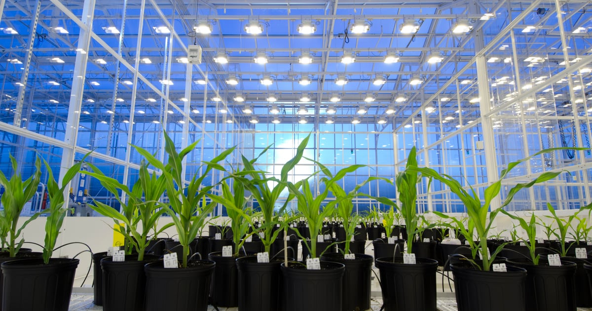 Syngenta and AI for Good Foundation launch new AI Challenge to address
