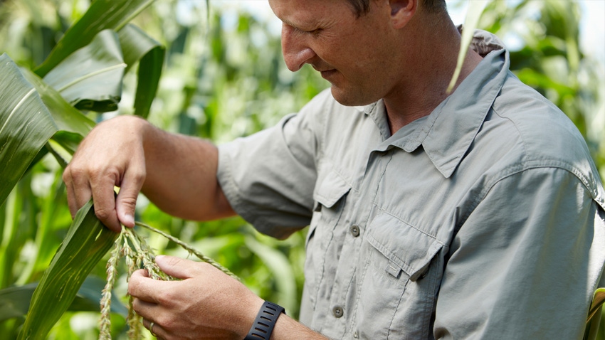 Farmer examining the tassel of a corn plant