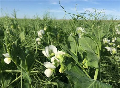unl_research_shows_potential_benefits_field_peas_rotation_2_636148111669348000.jpg