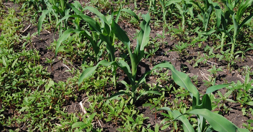 weeds emerging amongst corn plants