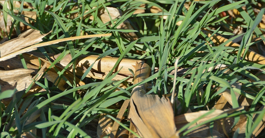 Winter rye grows in corn stubble