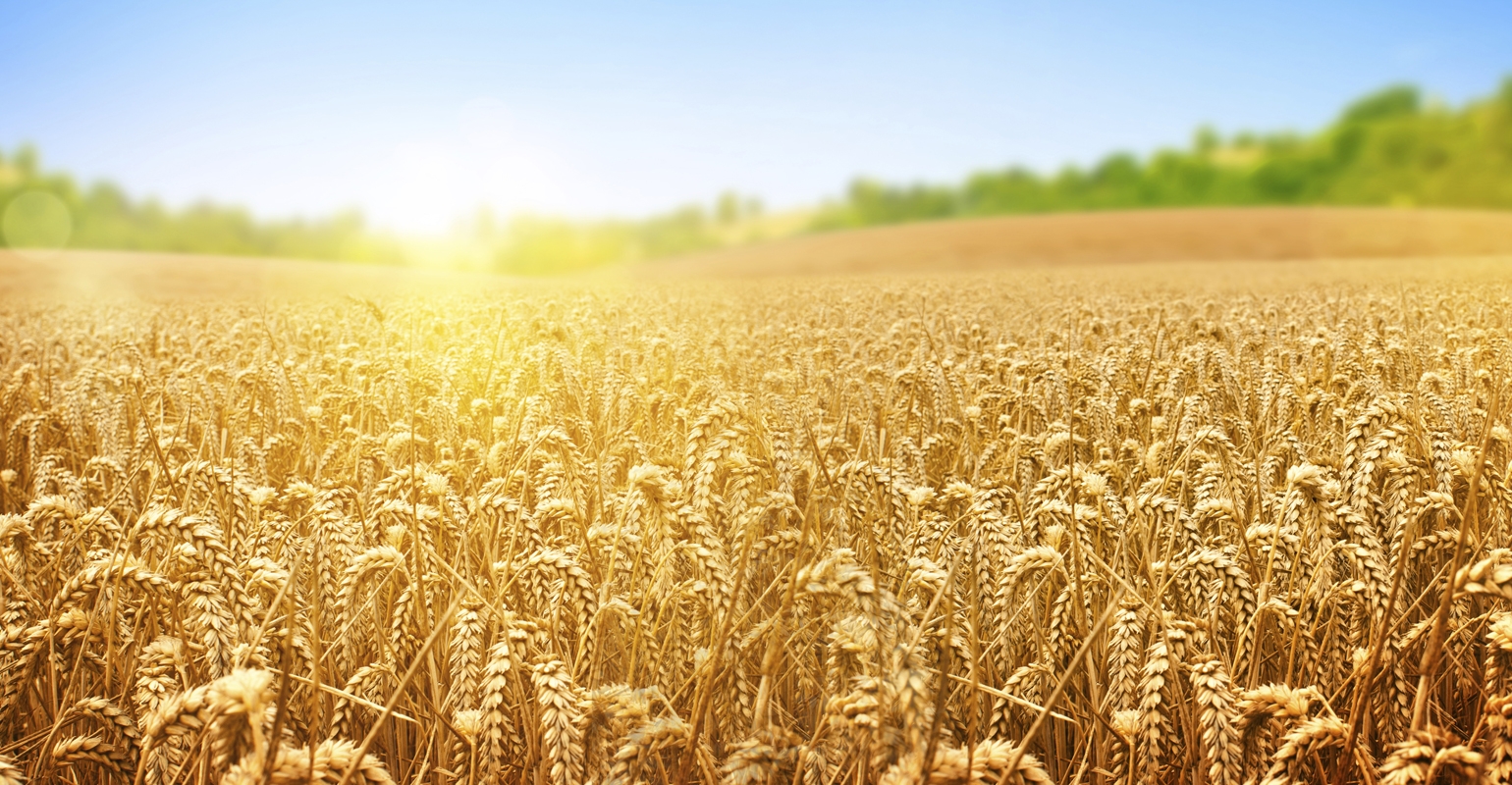 wheat field background