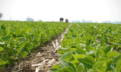tobacco weed control As the 2025/26 season progresses, we remind all tobacco growers to carry out timely control. Weeds compete with your tobacco crop for nutrients, and they also harbour pests and diseases Green Gobbler Vinegar Based Weed