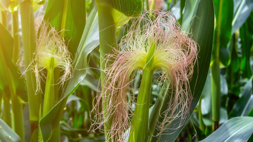 Corn ears with silk