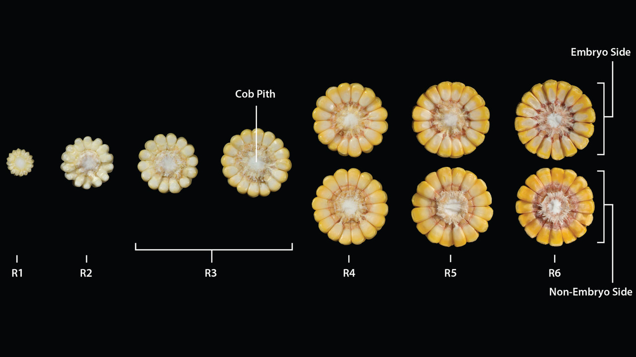 Inside look at how corn kernels develop