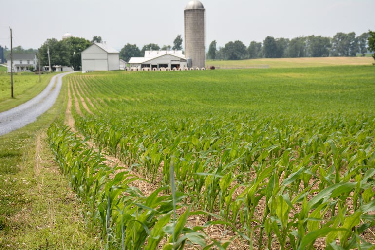 A field of knee-high corn in Pennsylvania