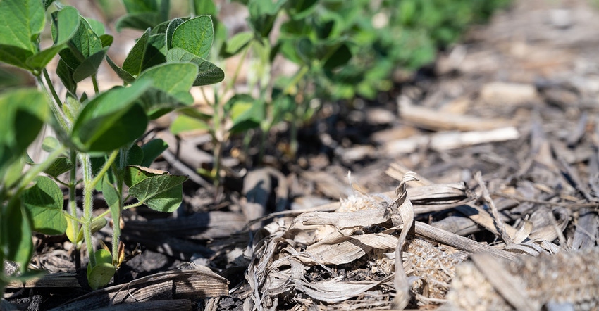 No till field of soybeans in Iowa June