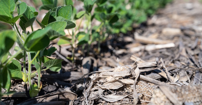 No till field of soybeans in Iowa June No till field of soybeans in Iowa June