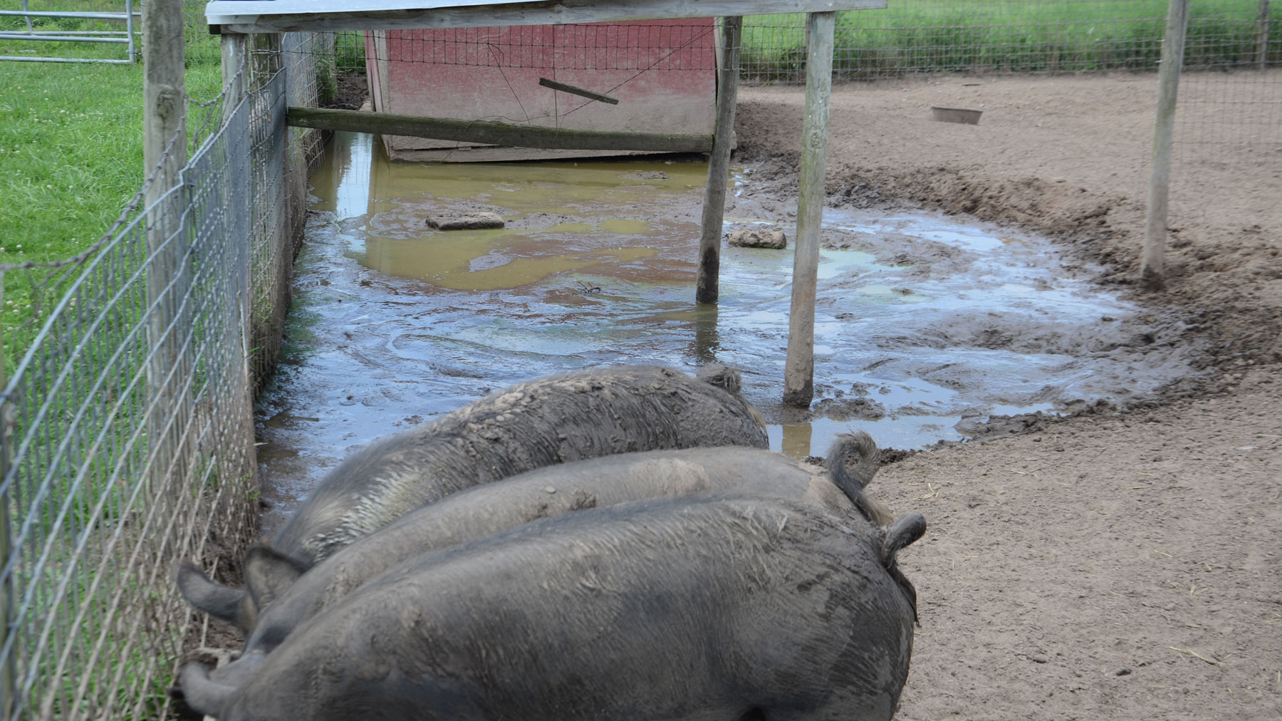 Liệu pháp dê pig - Pig Therapy là một liều pháp mới vô cùng độc đáo, giúp cho tinh thần bạn thư giãn và thoải mái nhất. Đến với Pig Therapy, bạn sẽ được hòa mình vào cảnh vật đồng quê thanh bình với những chú heo đáng yêu.