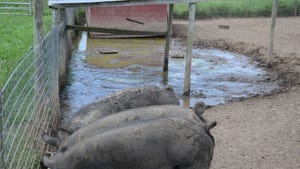 pigs in pen feeding