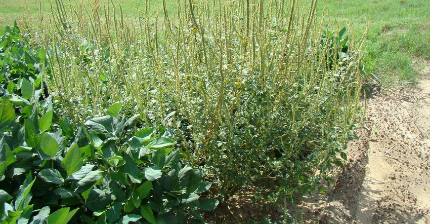 Palmer amaranth grows in a soybean field