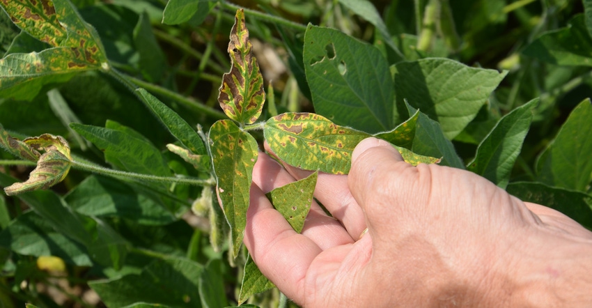 soybean plant likely infected by sudden death syndrome