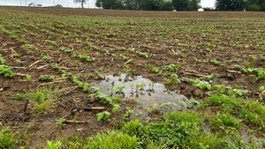 a soybean field with puddles of rain water