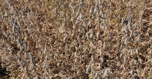 field of mature soybean plants
