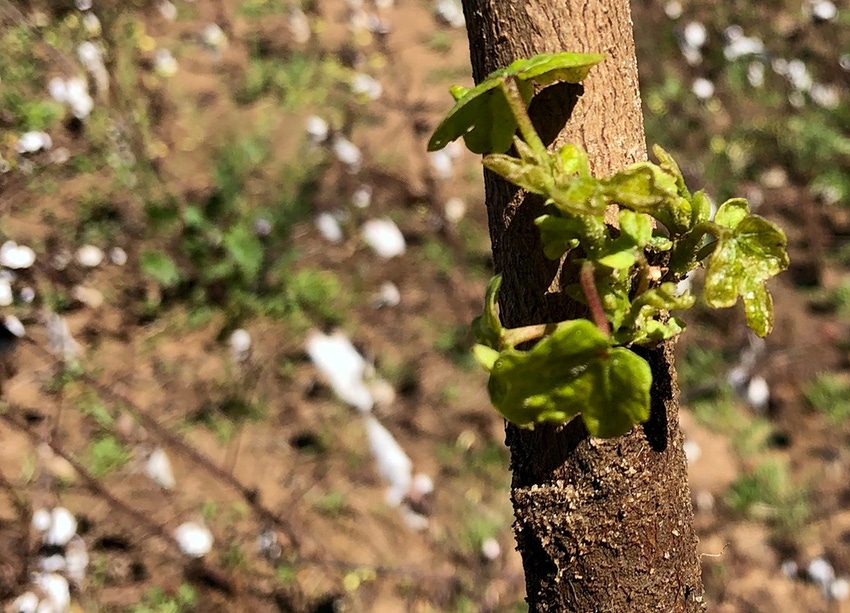 cotton-regrowth-jan-ga.jpg cotton-regrowth-jan-ga.jpg