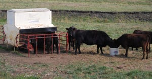 cattle in the field eating feed