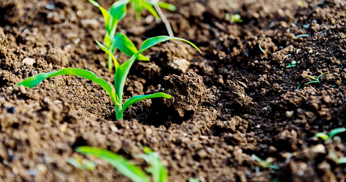 USDA's May corn forecast rarely matches final numbers, data shows