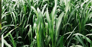 sorghum grass