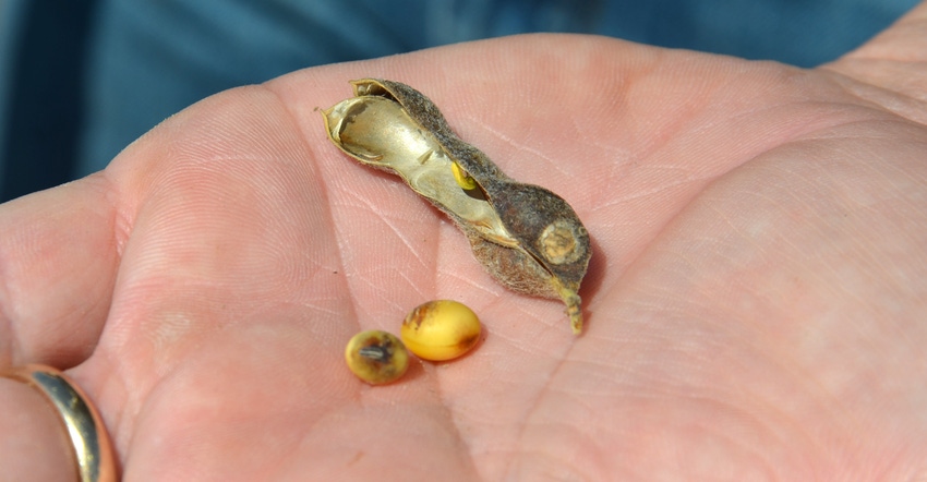 hand holding soybeans showing signs of purple seed stain