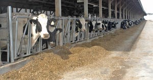 Holsteins in cow barn